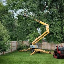 How Our Tree Care Process Works  in  Earlington, KY